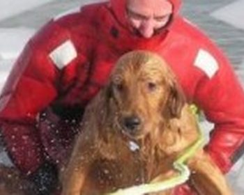 Domestic Animal Rescue