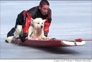 Domestic Animal Rescue