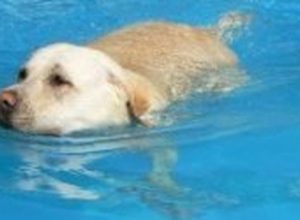 Pet Safety